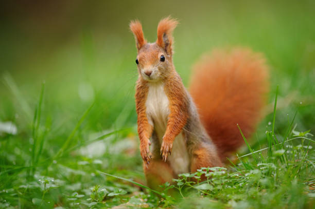 istock Red squirrel standing on the green grass. 1182976653