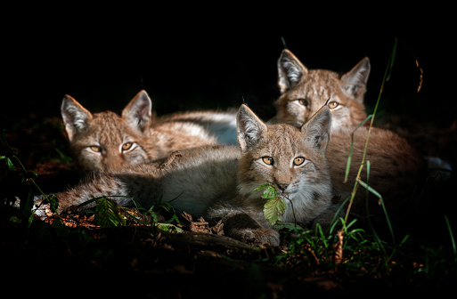 Three beautiful eurasian lynx kitten resting in a forest, illuminated by the sunlight.