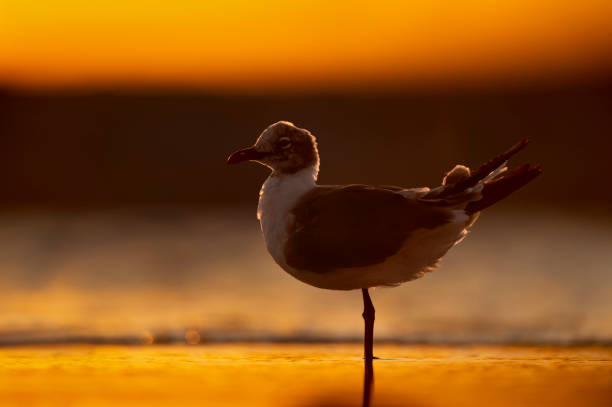 istock A Laughing Gull glows in the setting sunlight as it stands in shallow water with its feathers ruffled. 1182976983