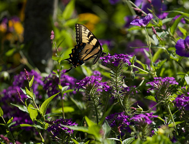 Monarch butterfly in open light stock photo