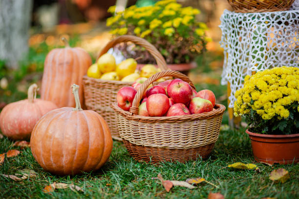 가을 정원에서 고리 버들 바구니에 국화, 호박, 사과와 배의 꽃과 가을 구성. - pumpkin vegetable flower vegetable garden 뉴스 사진 이미지