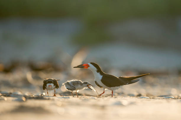 istock A Black Skimmer feeds its young chick a small fish while standing on a sandy beach glowing in the morning sunlight. 1182981113