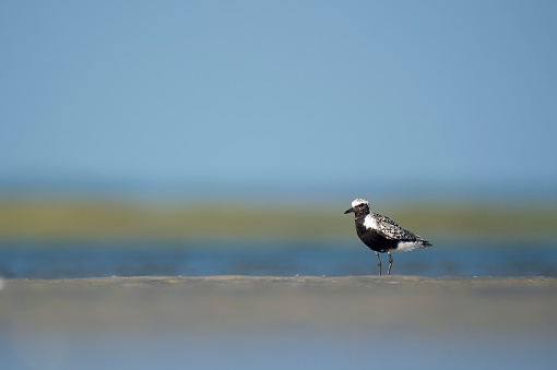 A Black-bellied Plover stands on exposed sand in a tidal marsh with a smooth green and blue background on a bright sunny day.
