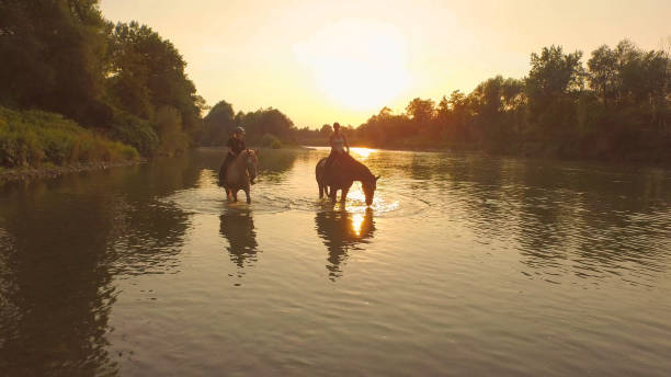 DRONE: Golden autumn sunset illuminates the active girls leading their horses down the tranquil river. Young women riding muscular stallions along the refreshing stream on idyllic summer evening.