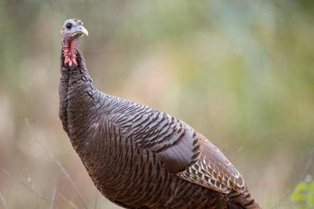 istock A Wild Turkey stands in front of a smooth background in soft overcast light. 1182983918