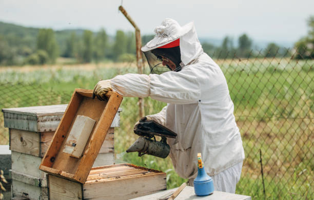 istock The beekeeper works in the apiary 1182984003