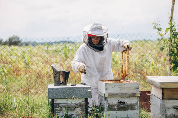 istock The beekeeper works in the apiary 1182984055