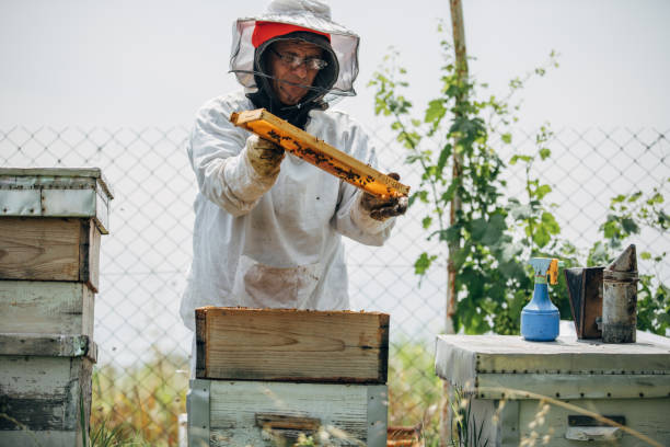 istock The beekeeper works in the apiary 1182984069