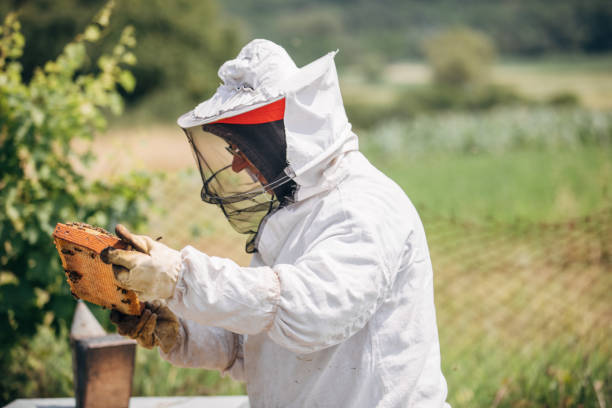 istock The beekeeper works in the apiary 1182984147