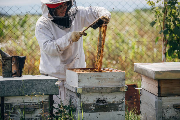 istock The beekeeper works in the apiary 1182984197