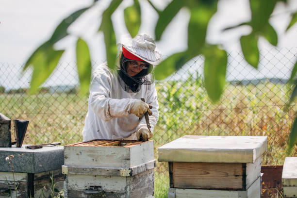 istock The beekeeper works in the apiary 1182984205