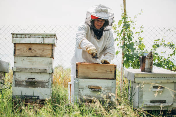 istock The beekeeper works in the apiary 1182984216
