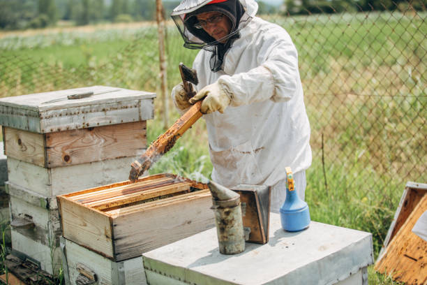 istock The beekeeper works in the apiary 1182984217
