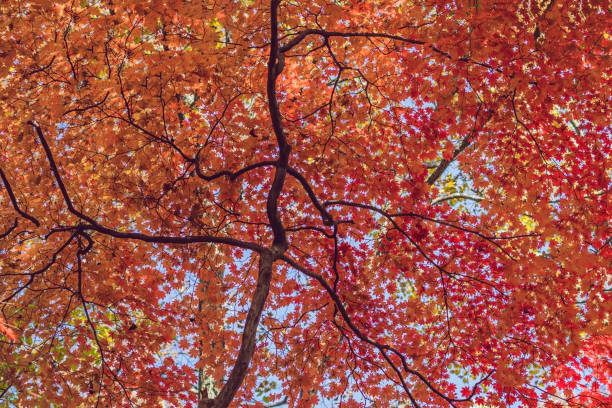 istock Maple tree turn its leaves to red in autumn 1182984269