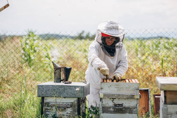 istock The beekeeper works in the apiary 1182984288
