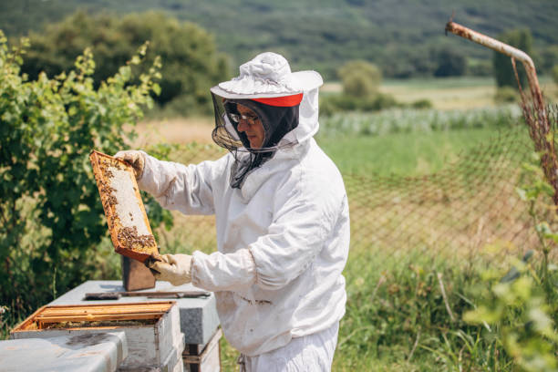 istock The beekeeper works in the apiary 1182984311