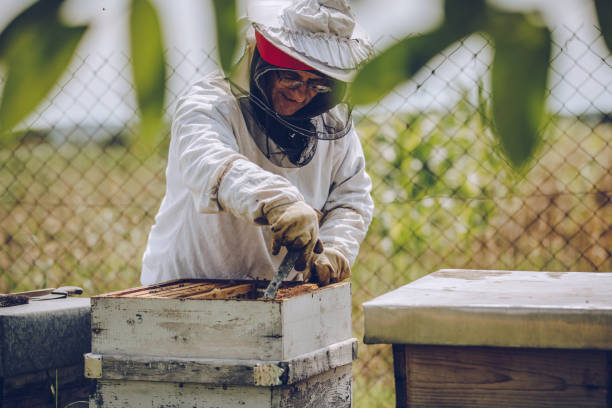 istock The beekeeper watches the bee company 1182985175