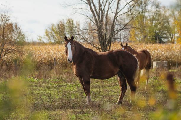 istock Beautiful horse on the pasture 1182985399