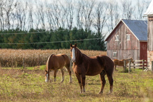 istock Beautiful horse on the pasture 1182985416