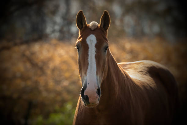 istock Beautiful horse on the pasture 1182985460