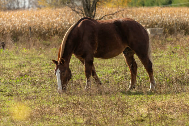 istock Beautiful horse on the pasture 1182985474