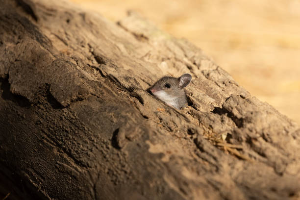 istock The deer mouse (Peromyscus maniculatus) north American native rodent, 1182986364