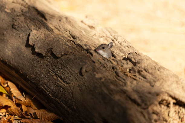 istock The deer mouse (Peromyscus maniculatus) north American native rodent, 1182986416