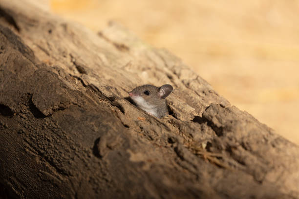 istock The deer mouse (Peromyscus maniculatus) north American native rodent, 1182986417