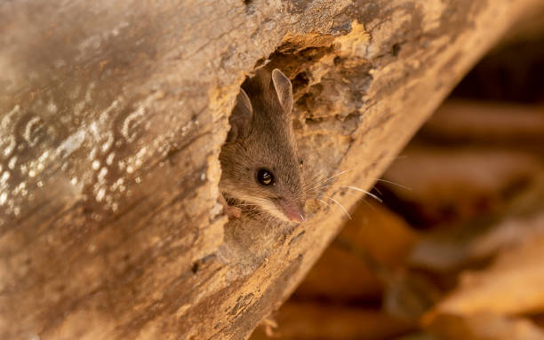 istock The deer mouse (Peromyscus maniculatus) north American native rodent, 1182986445