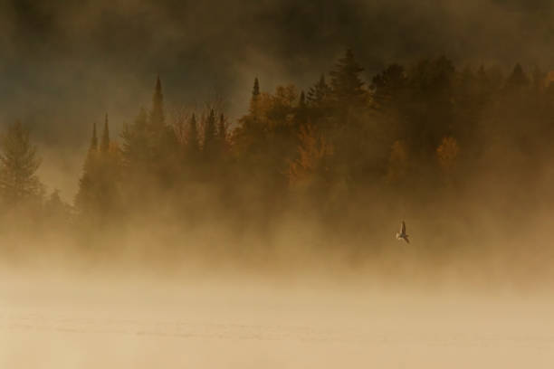 istock laurentian autumn 1182986770