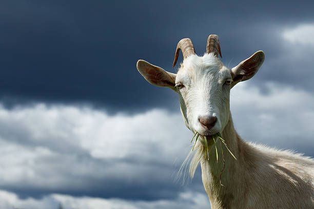 A goat with straws of grass in its mouth alongside clouds stock photo