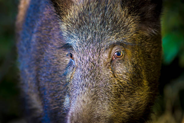 멧돼지. 숲 자연 서식지 배경입니다. - domestic pig animals in the wild wild boar hunting 뉴스 사진 이미지