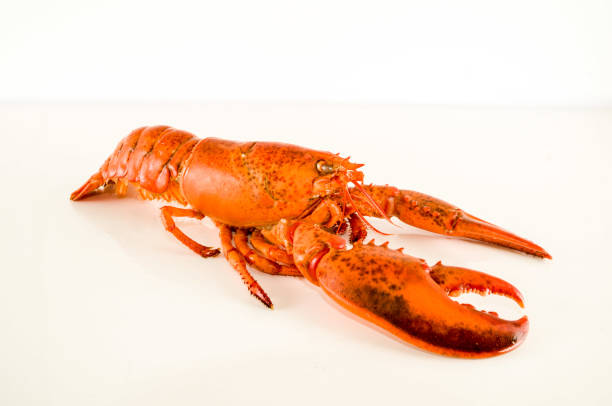 istock Delicious freshly steamed lobster 1182989060