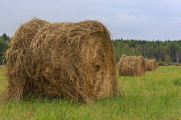 Haystacks stock photo