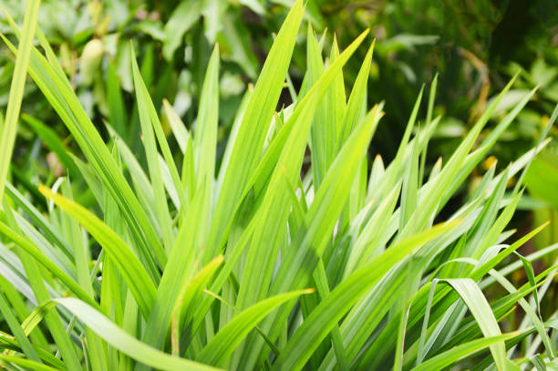 istock pandan leaf plant growing on the pandan tree for natural herbs 1182990246