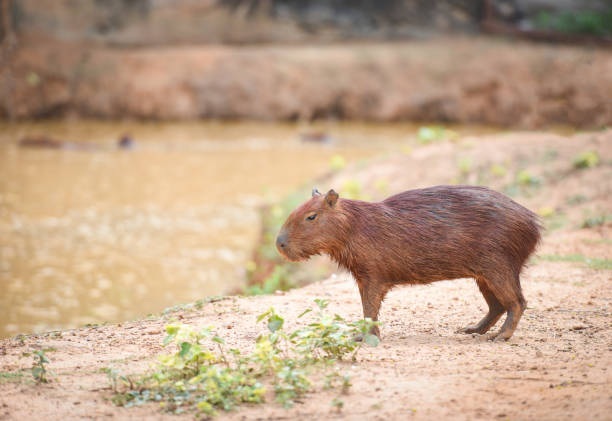 istock Hydrochaeris hydrochaeris - Capybara in the national park 1182990420