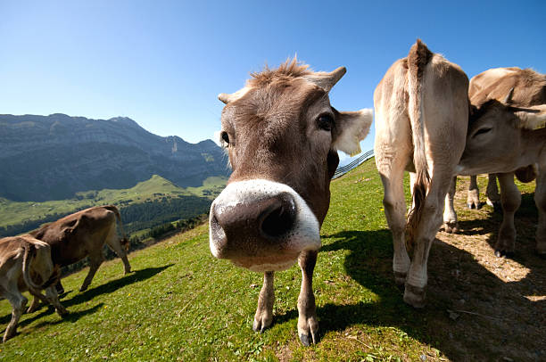 A cow standing on the hiking way staring me.