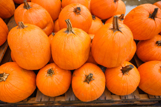 istock Many pumpkins for sale for Halloween. Background for celebration. 1182990876