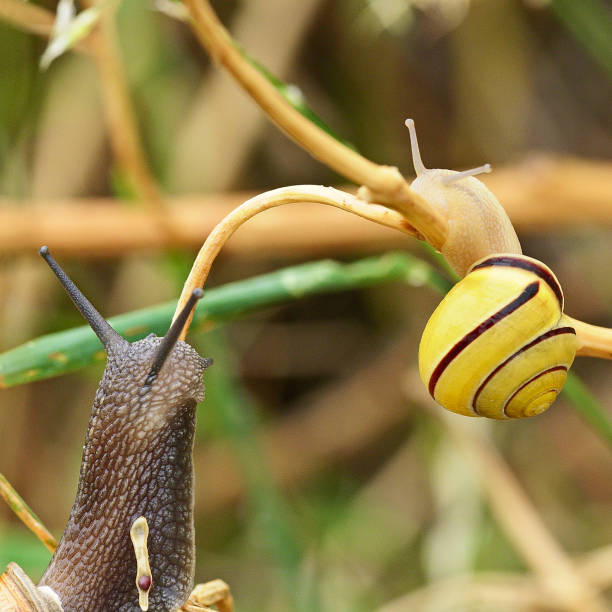 Banded Snail Garden Shell - Free photo on Pixabay