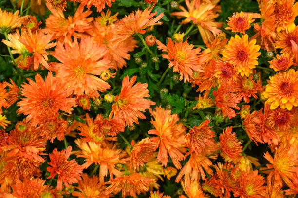 istock Flowers shot from above, texture for design background, horizontal photo 1182993533
