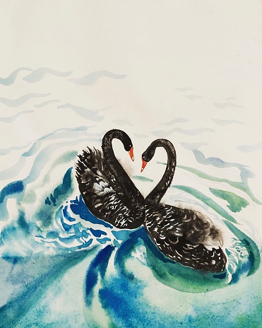 Black swans watercolor painting