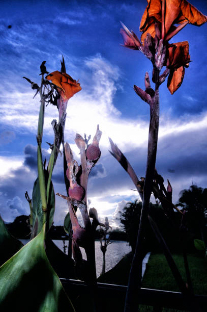 istock Gladiola Blossom - Canna Pretoria 1182997118