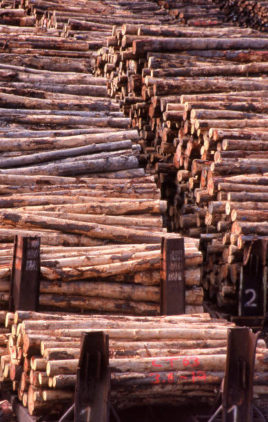 As seen in early morning sunlight, logs harvested from a Northern Michigan forest are stacked by the side of the side of the road.
