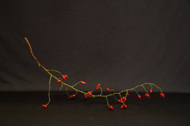 istock Rosehip branch with red fruits 1182998097