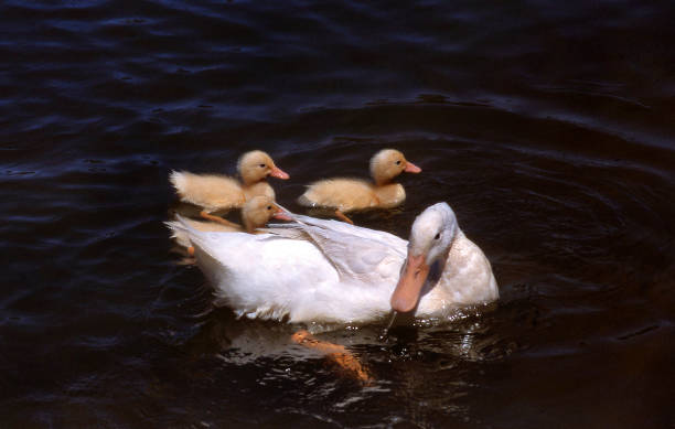 mother duck and three ducklings - duckling parent offspring birds imagens e fotografias de stock