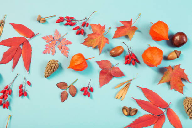 istock autumn leaves on blue paper background 1183000732