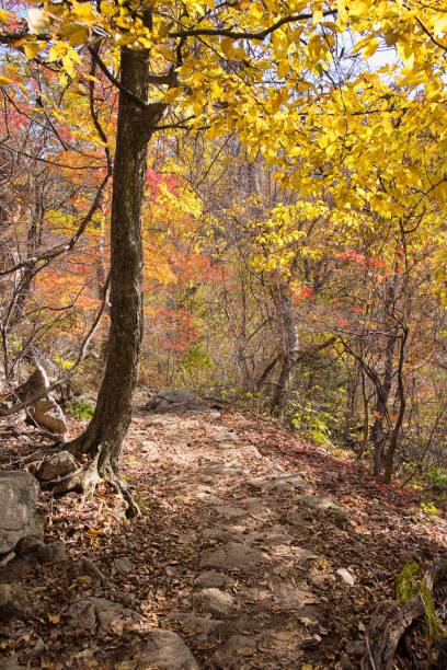istock Autumn Hiking Trail 1183001806