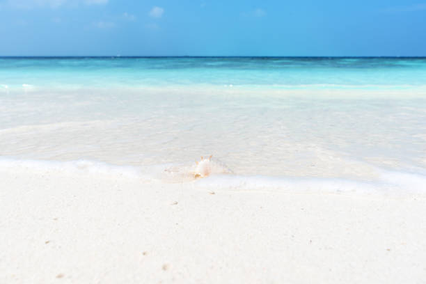 Seashell on the tropical beach in clear turquoise sea wave