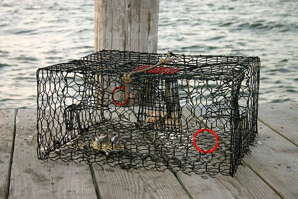 nassa per granchi seduta sul dock - maryland blue crab foto e immagini stock