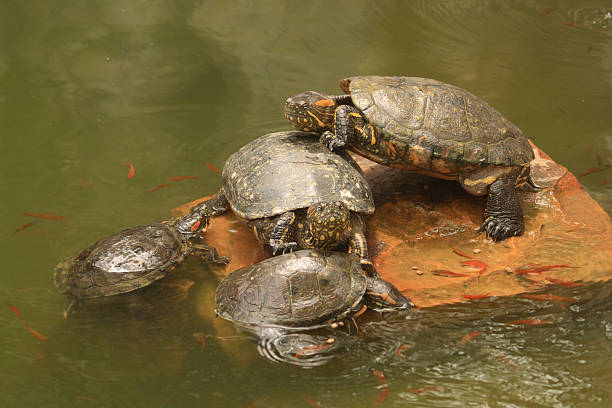 istock Bunch of Turtles 118300666